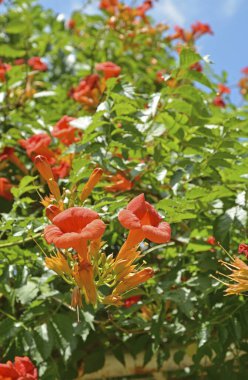 Bahçedeki ağaçta kırmızı çiçekler.