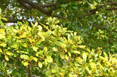 Meyveli yeşil ağaç