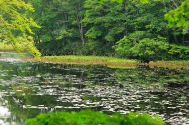 Gölette nilüfer yaprakları