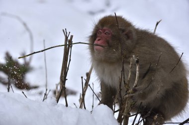 Doğada şirin maymun manzarası