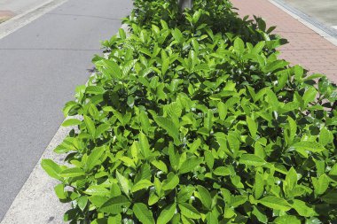 Bahçede yeşil yapraklar