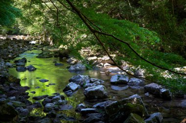 Ormandaki parlak dağ nehri