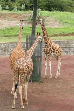 Hayvanat bahçesinde bir grup güzel zürafa.