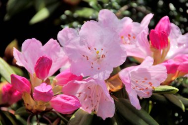 Sakura ağacı çiçeği manzarası, kiraz çiçeği 