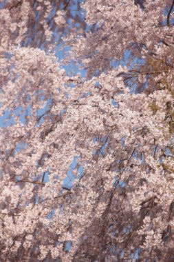 Sakura ağacı çiçeği manzarası, kiraz çiçeği 