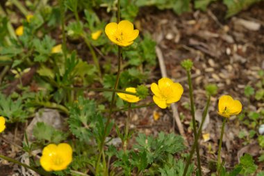 Sarı çiçekleri kapat.