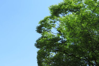 Ormandaki yeşil yapraklar