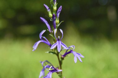 bahçede mavi çan çiçeği