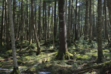 Sabah ormandaki güzel yeşil ağaçlar              