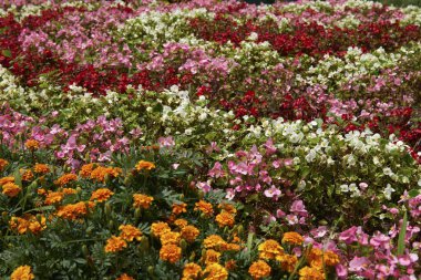 Güzel renkli çiçekler, çiçek arkaplan 