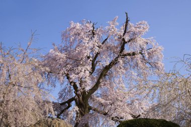 Sakura ağacı çiçeği manzarası, kiraz çiçeği 