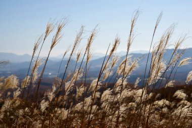 Kuru otlarla dolu bir sonbahar manzarası