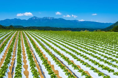 Alplerde sıra sıra çilek tarlaları
