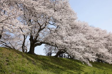 Beyaz sakura çiçekleri açıyor. 