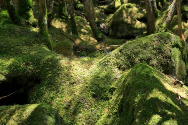 Ormanda yosun kaplı bir kaya.