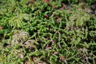 Güzel botanik yosunları.