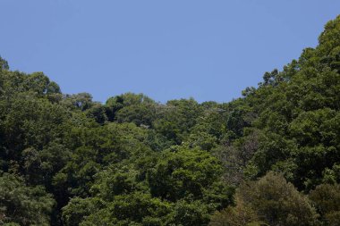 Ormanda yeşil yapraklar