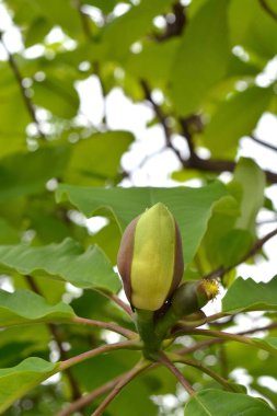 Olgun yeşil yaprakları olan bir ağaca yakın.