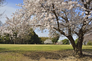 Bahar bahçe içinde güzel çiçek açan ağaçlar 