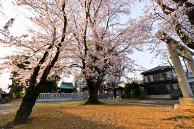 Japonya 'da kiraz çiçekleri, Tokyo