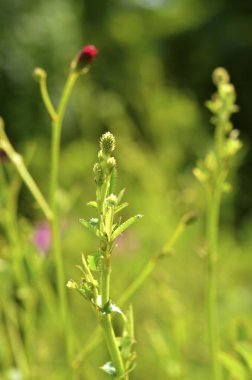 Bahçedeki güzel çiçekler