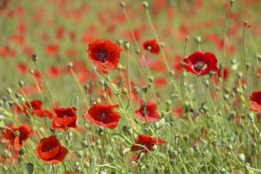 Yakın - güzel yabani gelincik çiçekleri manzarası      