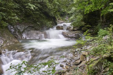 Dağ nehri ve yeşil ormanın güzel doğal manzarası      