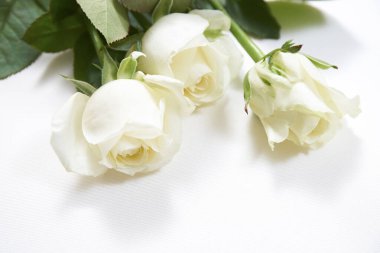 Beyaz arka planda güzel beyaz Eustoma çiçekleri, kapatın.