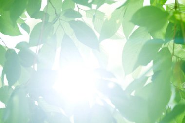 yeşil yaprakları arka planda güneş ışığı.