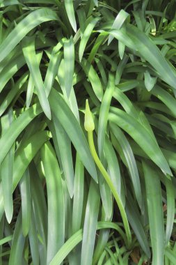 Bahçedeki taze yeşil yaprakları kapatın.