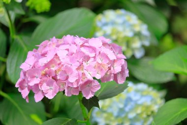 güzel çiçek arkaplan görüntüsü 