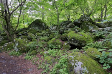 Japonya 'da bir ormanda yeşil yosun kaplı kayalar.