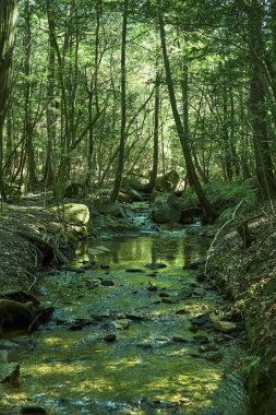 Ormandaki yeşil nehir