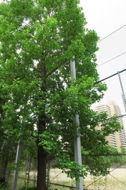 Parkta çit ve yeşil ağaç manzarası 