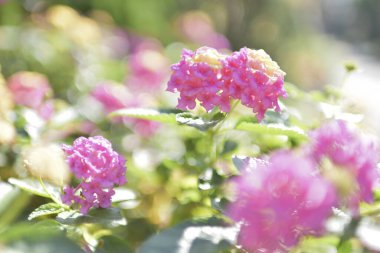 Renkli çiçeklerin arkaplan resmi, arka plan doğası