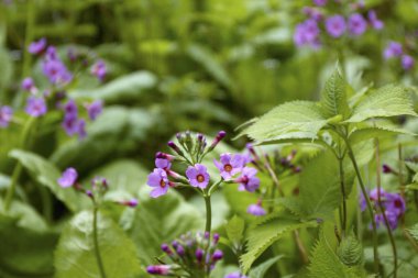 Ormanda mor çiçekler