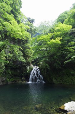 Ormanda, doğa arka planında güzel bir şelale
