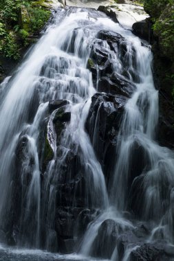 Ormanda, doğa arka planında güzel bir şelale