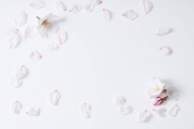 Beyaz arka planda beyaz bahar çiçekleri. Üst görünüm, düz görünüm, kopyalama alanı.