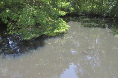 Yeşil ormandaki küçük nehir. 