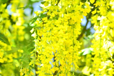 Mavi gökyüzünün arka planında sarı mimoza çiçekleri.