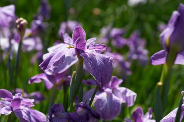 Çiçek tarlası güzel arkaplan 