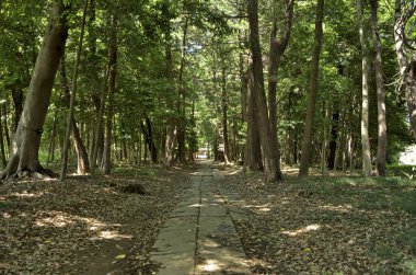 Yeşil Japon parkında yürüyüş yolu, gündüz görüşü 