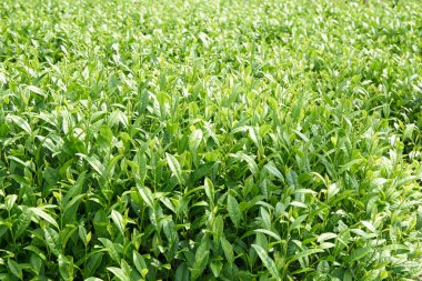 Sabah yeşil mısır tarlası