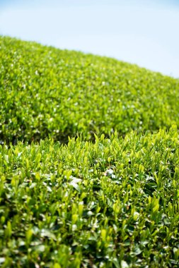 Tayland 'da çay tarlası