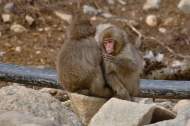 Doğada şirin maymun manzarası