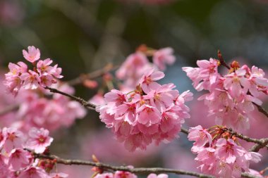 Baharda bahçede çiçek açan güzel ağaçların yakın görüntüsü.     