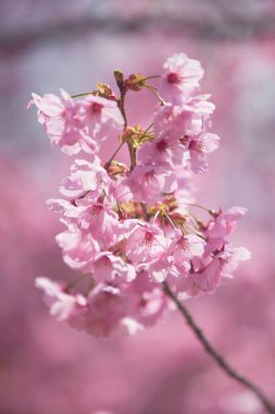 Bahçedeki güzel pembe sakura çiçekleri