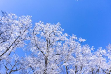 Karla kaplı ağaçlarla kaplı güzel kış manzarası             