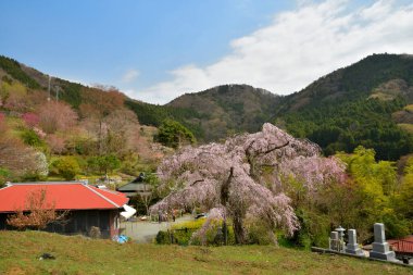 Kiraz çiçeklerinin güzel manzarası.